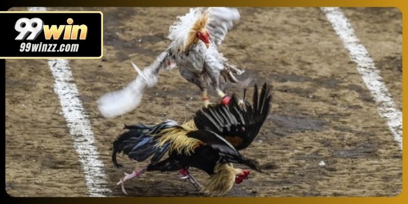 99WIN xây dựng hệ thống xem đá gà trực quan