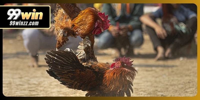 Một số điểm đáng chú ý của đá gà campuchia hôm nay