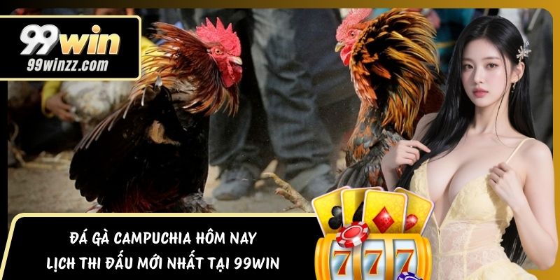 Đá Gà Campuchia Hôm Nay – Lịch Thi Đấu Mới Nhất Tại 99WIN