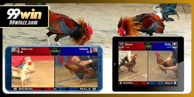 Chọi gà Campuchia nổi bật nhờ chất lượng ghi hình hiện đại