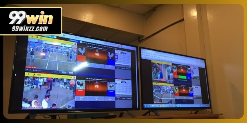 99WIN cung cấp hình ảnh đá gà duy trì được độ ổn định cao