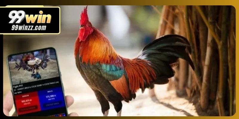 Đá gà 99WIN phát sóng ổn định, trải nghiệm chân thực.